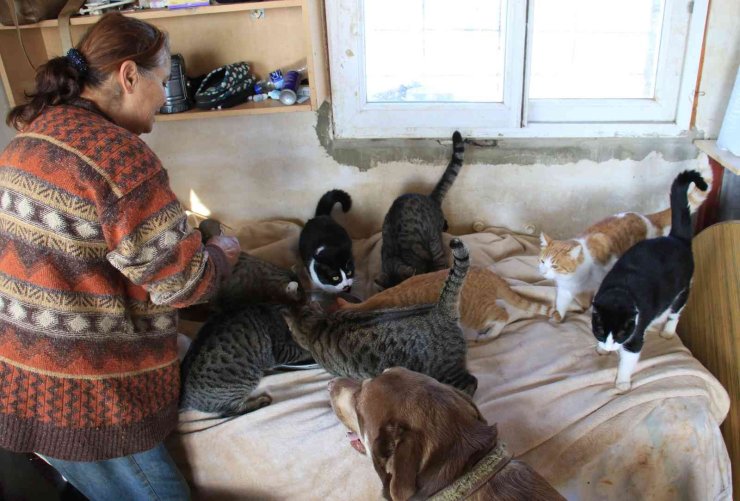 80 Hayvana Anne Oldu, 53 Köpek İle 27 Kediyi Sokaktan Kurtardı