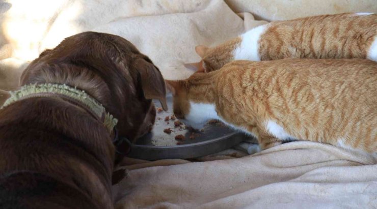 80 Hayvana Anne Oldu, 53 Köpek İle 27 Kediyi Sokaktan Kurtardı