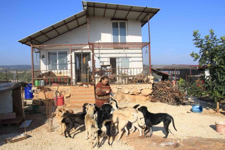 80 Hayvana Anne Oldu, 53 Köpek İle 27 Kediyi Sokaktan Kurtardı