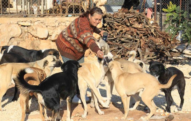 80 Hayvana Anne Oldu, 53 Köpek İle 27 Kediyi Sokaktan Kurtardı