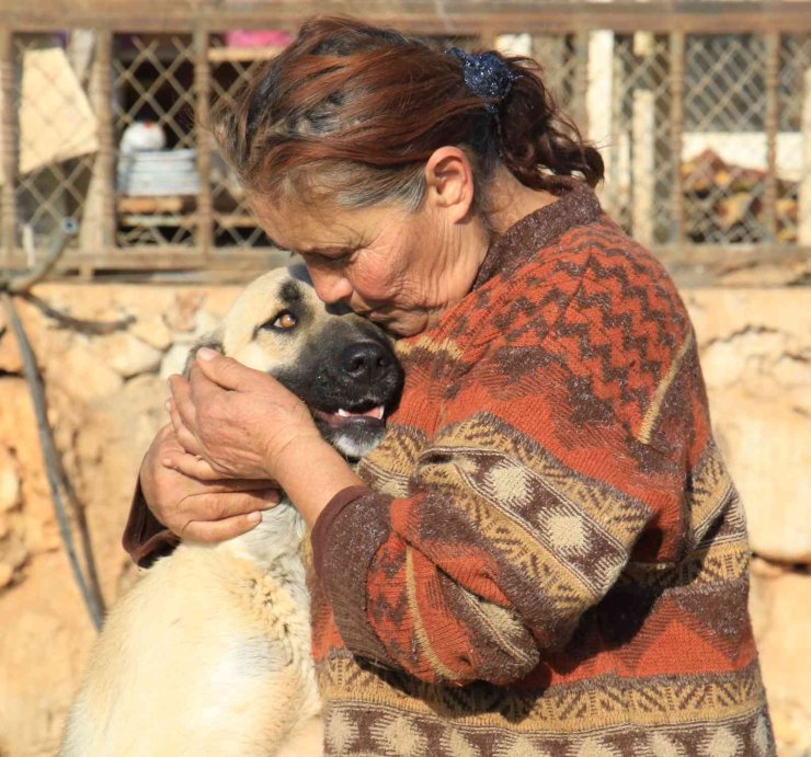 80 Hayvana Anne Oldu, 53 Köpek İle 27 Kediyi Sokaktan Kurtardı