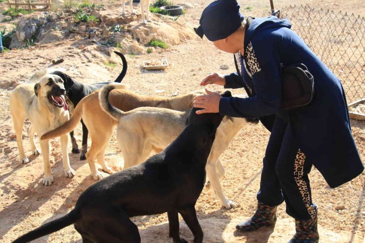 80 Hayvana Anne Oldu, 53 Köpek İle 27 Kediyi Sokaktan Kurtardı