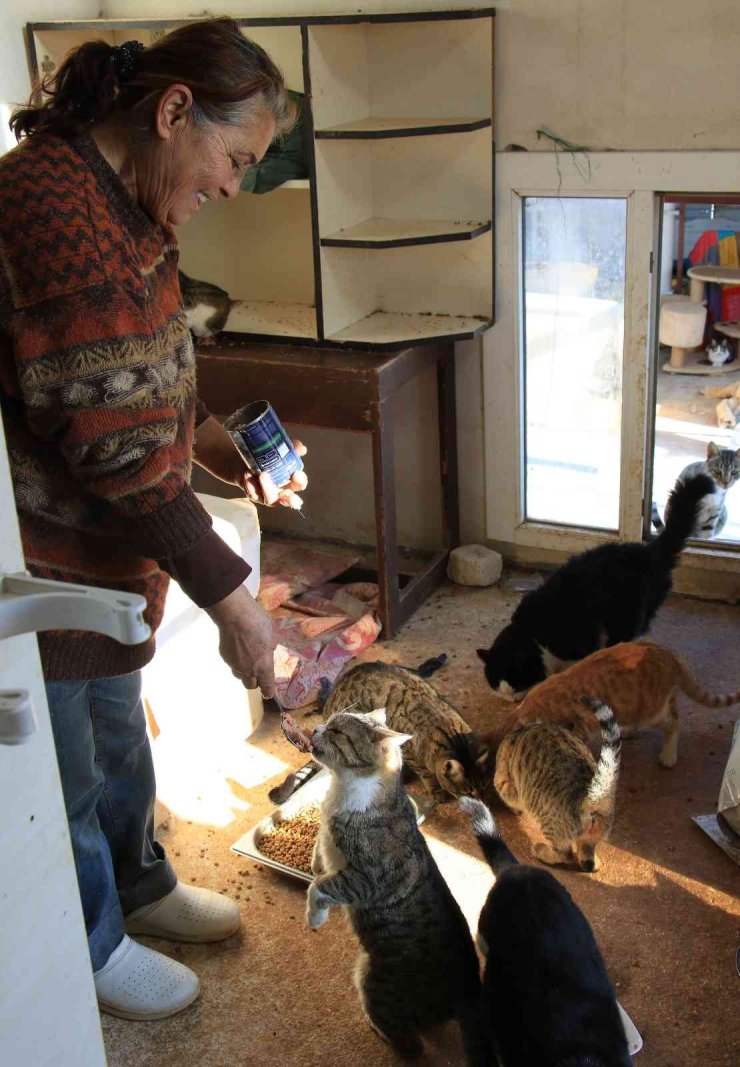 80 Hayvana Anne Oldu, 53 Köpek İle 27 Kediyi Sokaktan Kurtardı