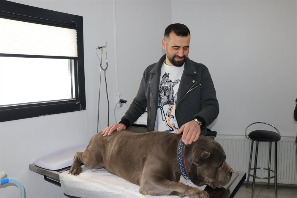 Niğde'de Tehlikeli Tür Köpekler Yakın Takipte