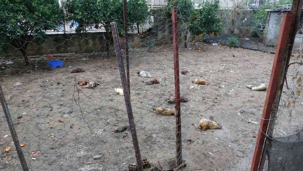 Aç Kalan Sokak Köpekleri Tavukları Telef Etti