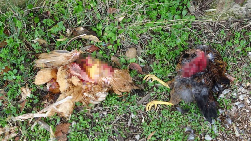 Aç Kalan Sokak Köpekleri Tavukları Telef Etti