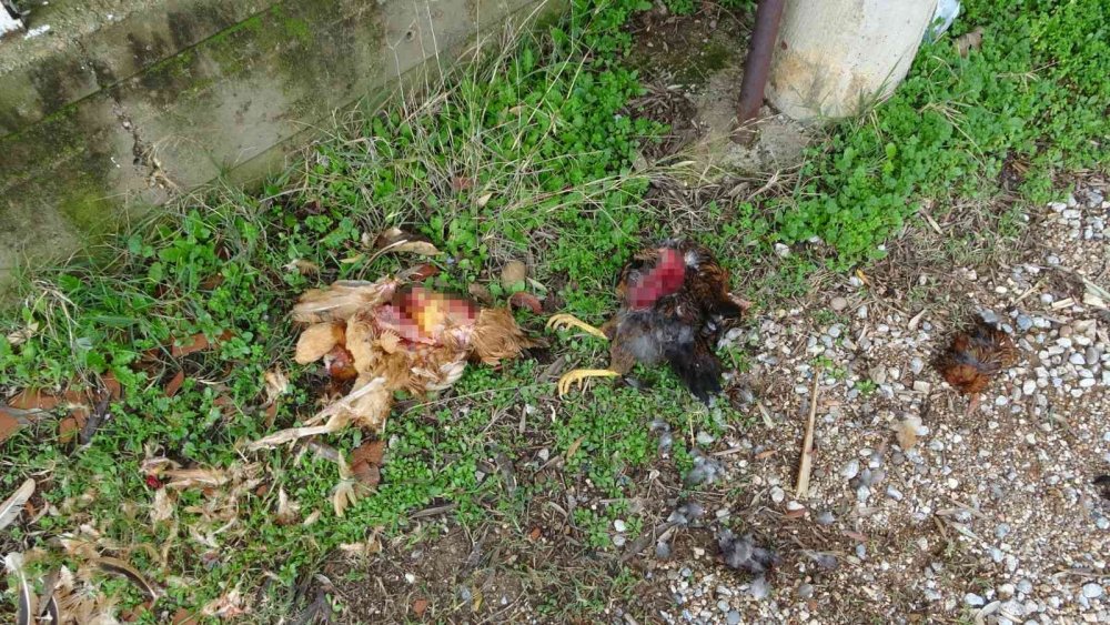 Aç Kalan Sokak Köpekleri Tavukları Telef Etti