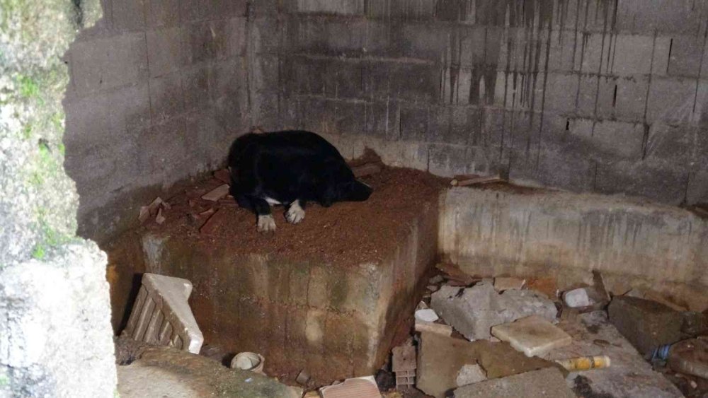 Aç Kalan Sokak Köpekleri Tavukları Telef Etti