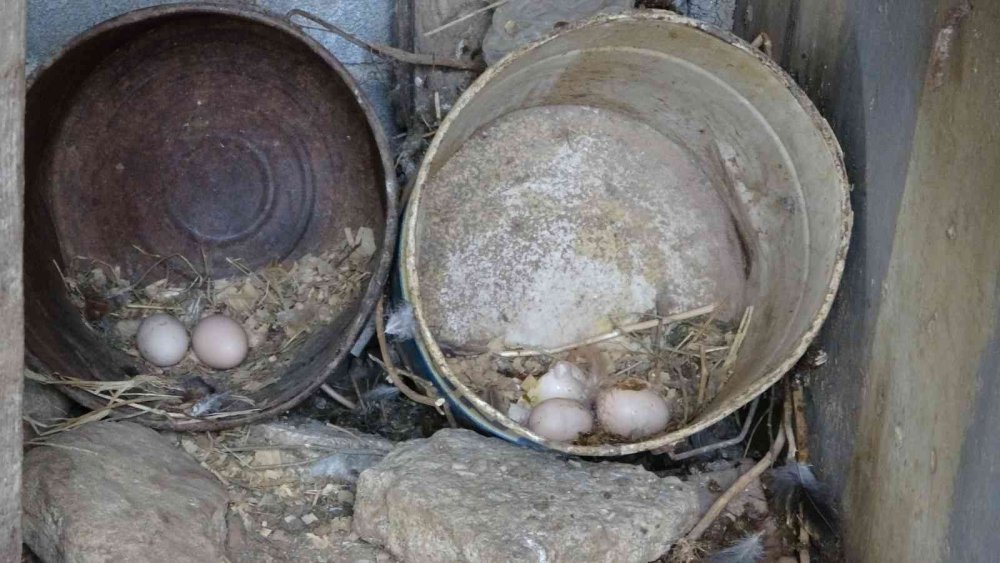 Aç Kalan Sokak Köpekleri Tavukları Telef Etti