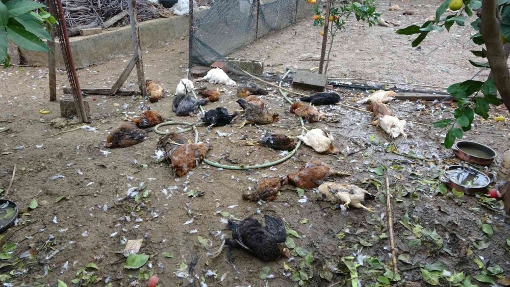 Aç Kalan Sokak Köpekleri Tavukları Telef Etti