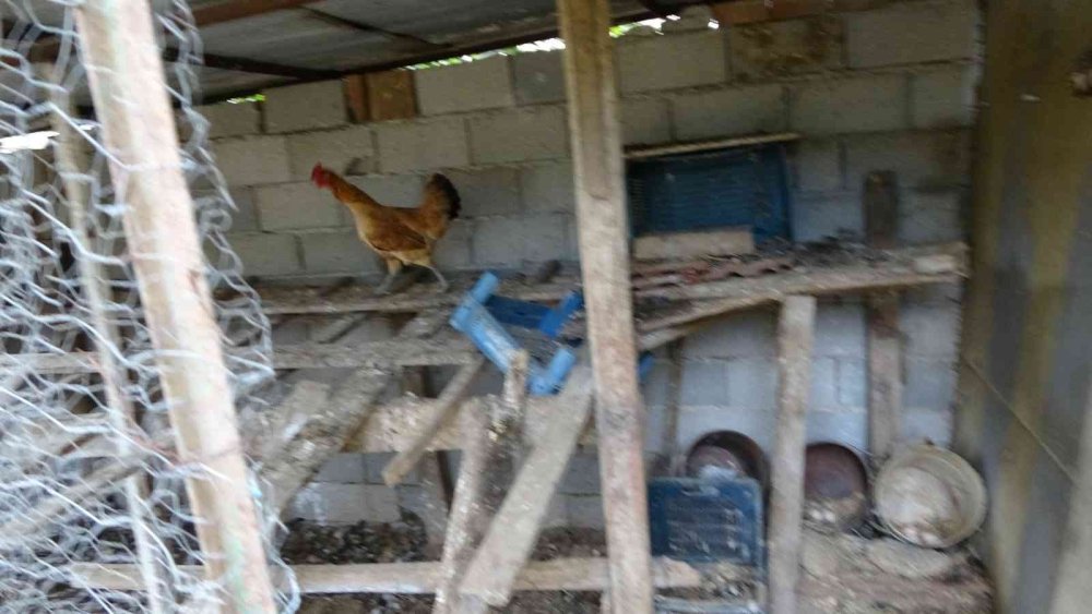 Aç Kalan Sokak Köpekleri Tavukları Telef Etti