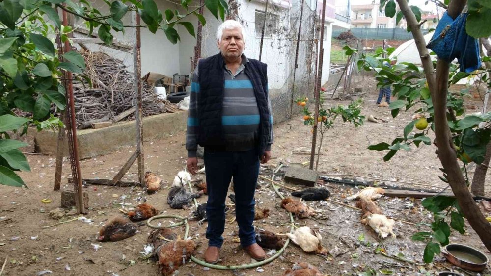 Aç Kalan Sokak Köpekleri Tavukları Telef Etti