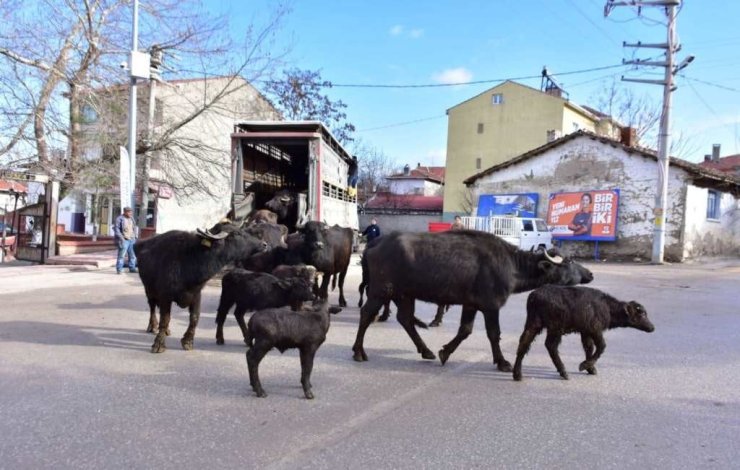 İnönü’de Manda Kaymağı Ve Yoğurdunun Üretimine Büyük Destek