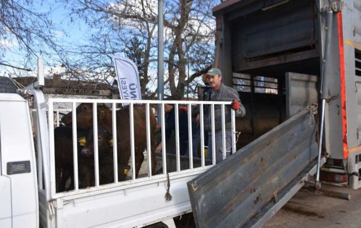 İnönü’de Manda Kaymağı Ve Yoğurdunun Üretimine Büyük Destek