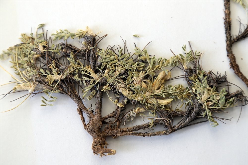 Kayseri'de Keşfedilen Geven Türü Literatüre Girdi