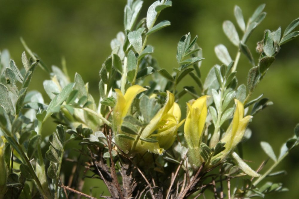 Kayseri'de Keşfedilen Geven Türü Literatüre Girdi