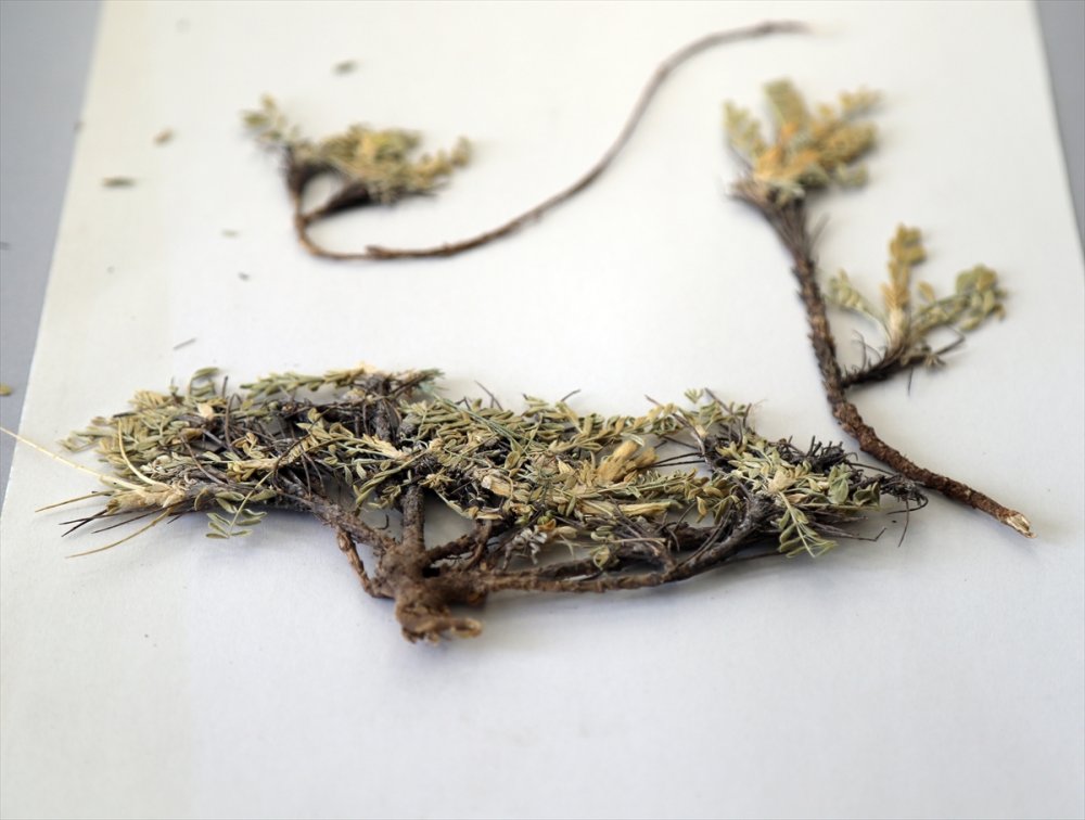 Kayseri'de Keşfedilen Geven Türü Literatüre Girdi