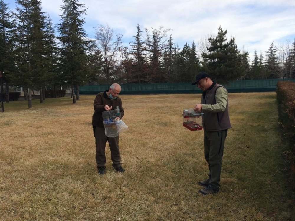 Kayseri’de Yasa Dışı Keten Kuşu Avlayan 2 Şahıs Suçüstü Yakalandı