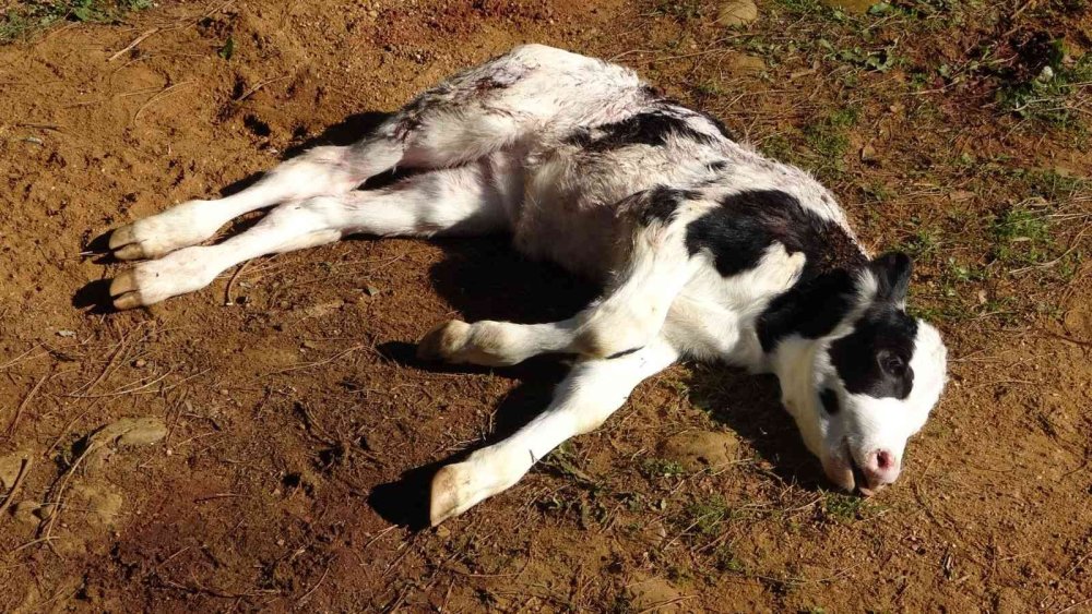 Aç Kalan Köpekler Buzağıya Saldırdı