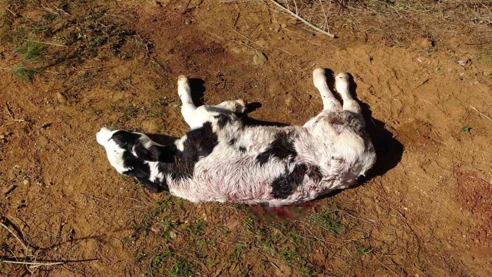 Aç Kalan Köpekler Buzağıya Saldırdı