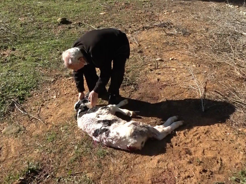 Aç Kalan Köpekler Buzağıya Saldırdı