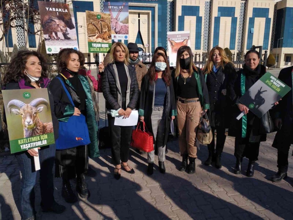 Anadolu Yaban Koyunu Ve Yaban Keçilerinin Akıbeti 15 Gün İçinde Belli Olacak