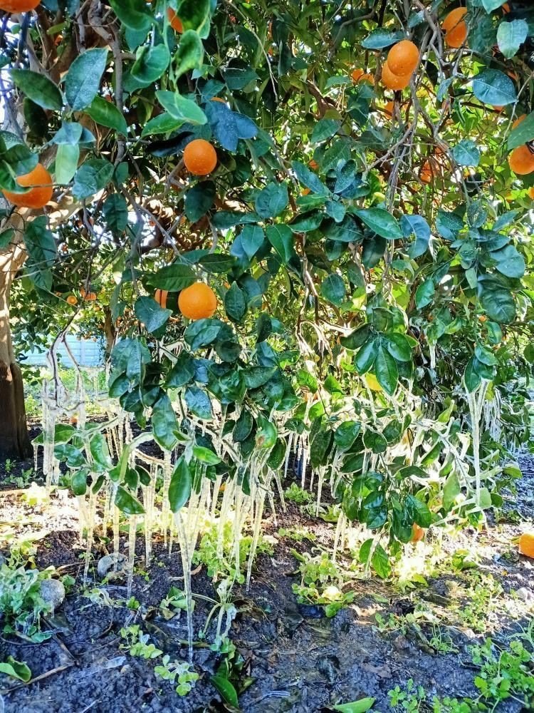 Antalya’da Portakal Ağaçlarında Buz Sarkıtları