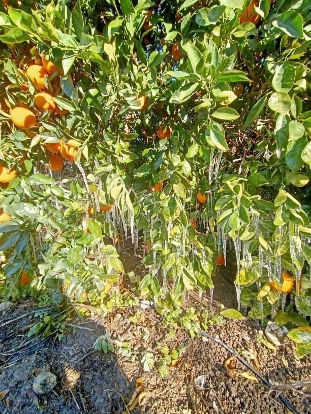 Antalya’da Portakal Ağaçlarında Buz Sarkıtları