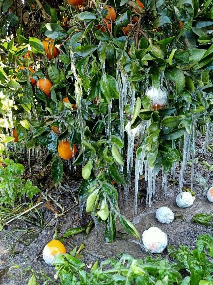 Antalya’da Portakal Ağaçlarında Buz Sarkıtları
