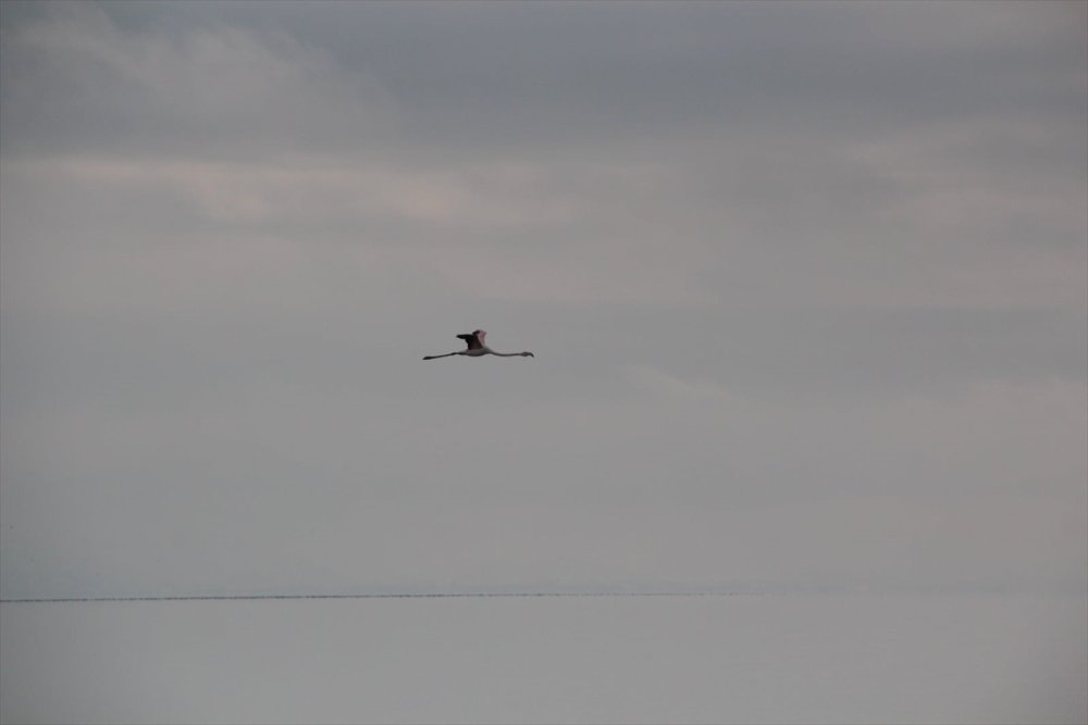 Beyşehir Gölü'nde Kış Ortası Su Kuşu Sayımı Tamamlandı