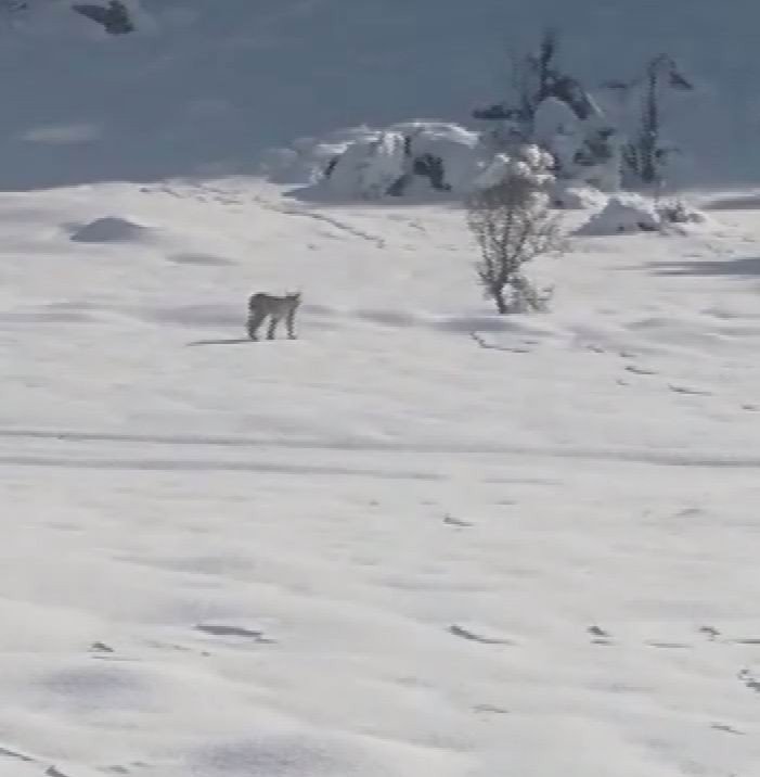 Yiyecek Arayan Yaban Hayvanlarının Zor Anları