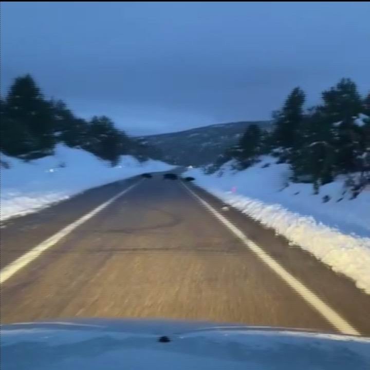 Yiyecek Arayan Yaban Hayvanlarının Zor Anları