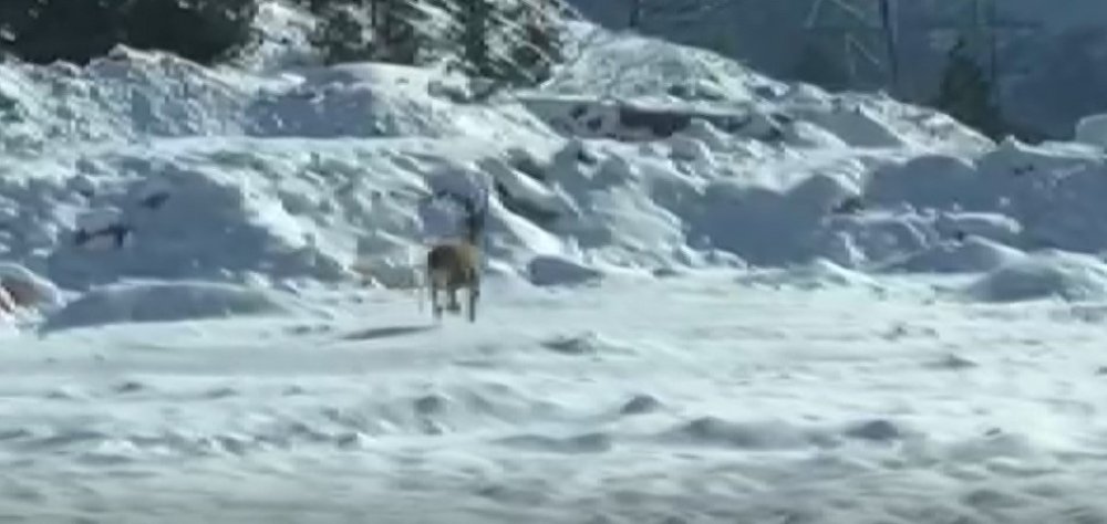 Yiyecek Arayan Yaban Hayvanlarının Zor Anları