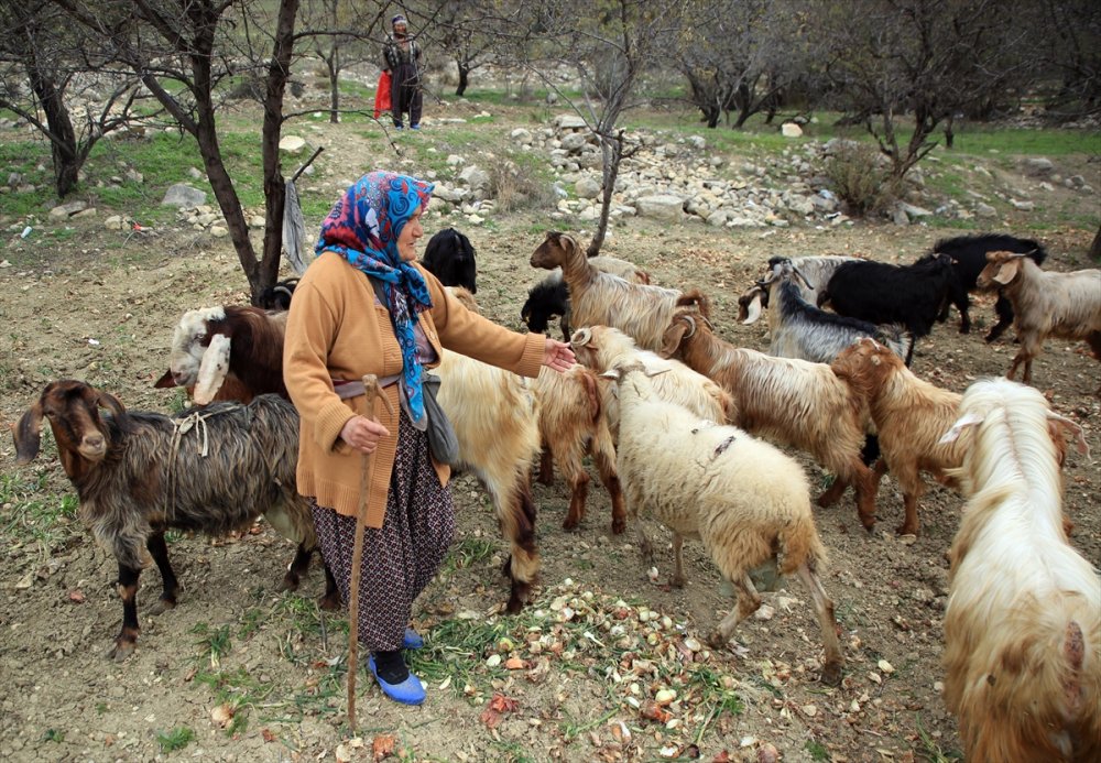 Torosların Kadın Çobanı Hayvanlarına Evladı Gibi Bakıyor