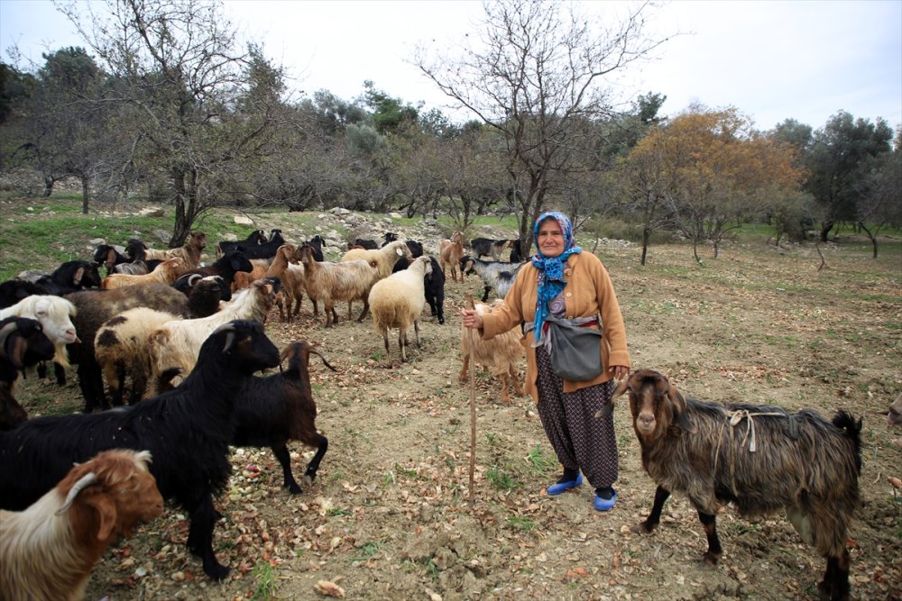 Torosların Kadın Çobanı Hayvanlarına Evladı Gibi Bakıyor
