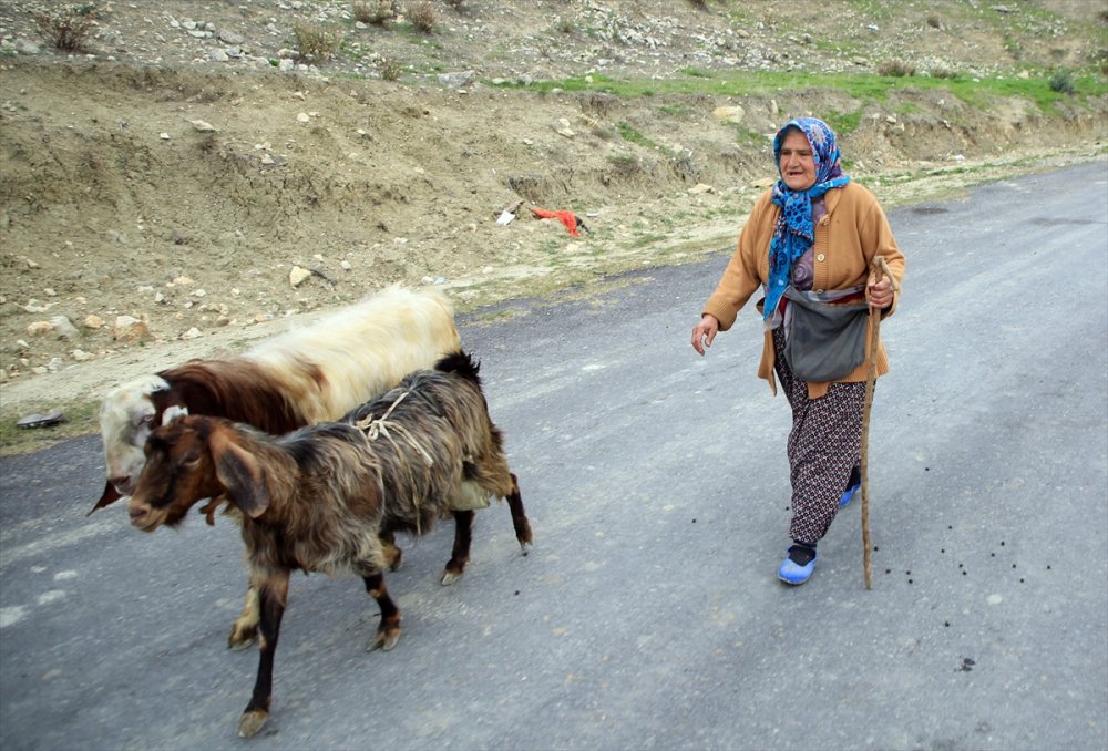 Torosların Kadın Çobanı Hayvanlarına Evladı Gibi Bakıyor