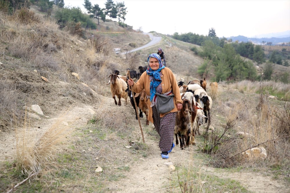 Torosların Kadın Çobanı Hayvanlarına Evladı Gibi Bakıyor