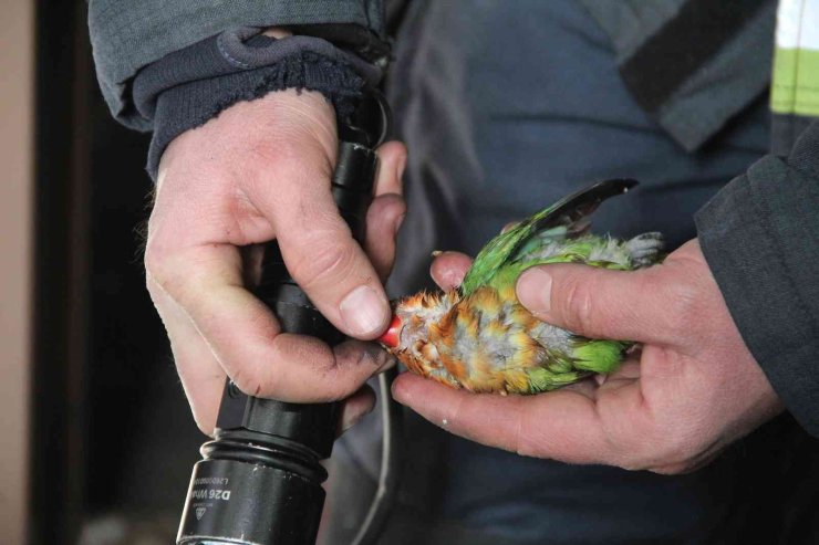 Genç Kadın Hem Yangında Mahsur Kaldı, Hem Ölen Kuşu İçin Ağladı