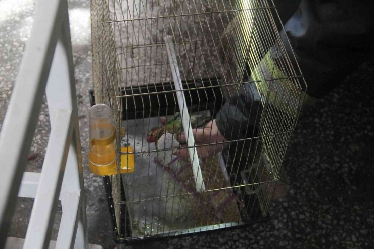 Genç Kadın Hem Yangında Mahsur Kaldı, Hem Ölen Kuşu İçin Ağladı