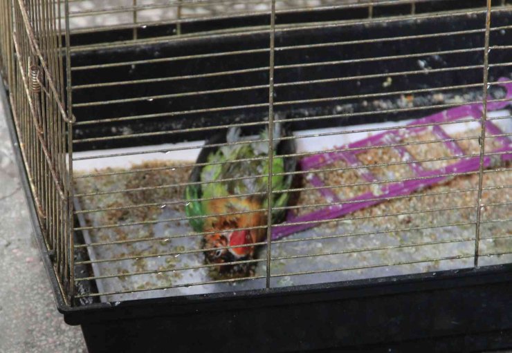 Genç Kadın Hem Yangında Mahsur Kaldı, Hem Ölen Kuşu İçin Ağladı