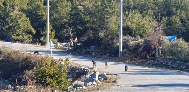 Hayvansever Alman Kadının İçinde Köpeği Bulunan Aracını Sopalar Ve Taşlarla Parçaladılar