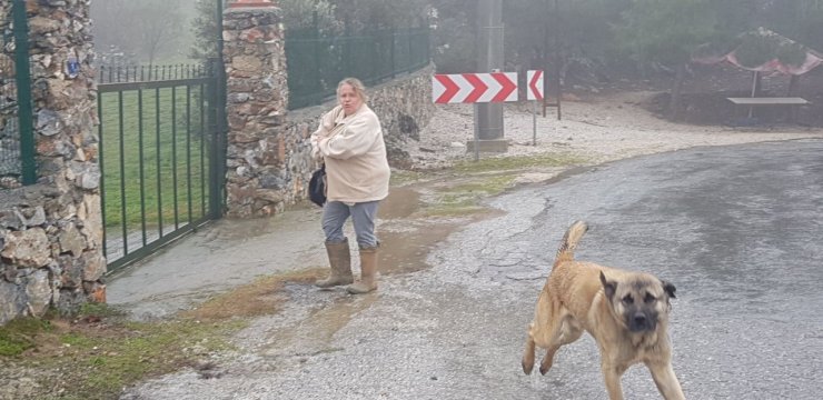Hayvansever Alman Kadının İçinde Köpeği Bulunan Aracını Sopalar Ve Taşlarla Parçaladılar