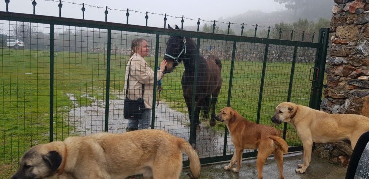 Hayvansever Alman Kadının İçinde Köpeği Bulunan Aracını Sopalar Ve Taşlarla Parçaladılar