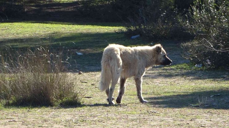 Vicdansızların Vurarak Öldürdüğü At Sokak Hayvanlarına Yem Oldu