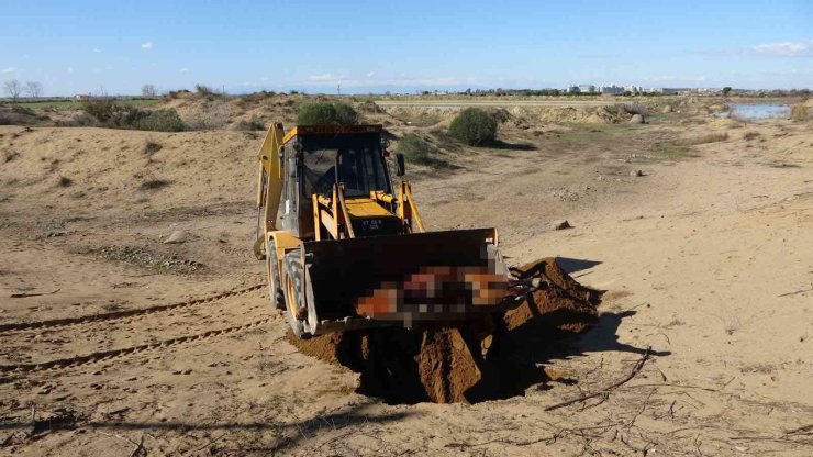 Vicdansızların Vurarak Öldürdüğü At Sokak Hayvanlarına Yem Oldu