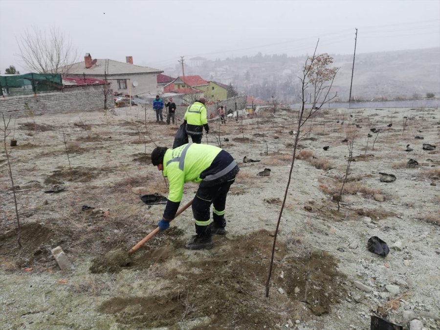 Nallıhan'da Fidanlar Toprakla Buluşturuldu