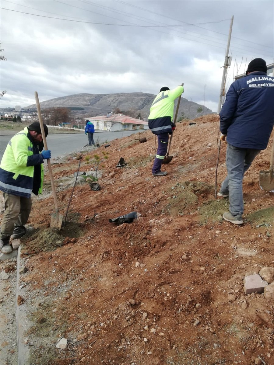 Nallıhan'da Fidanlar Toprakla Buluşturuldu