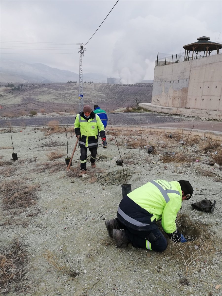 Nallıhan'da Fidanlar Toprakla Buluşturuldu
