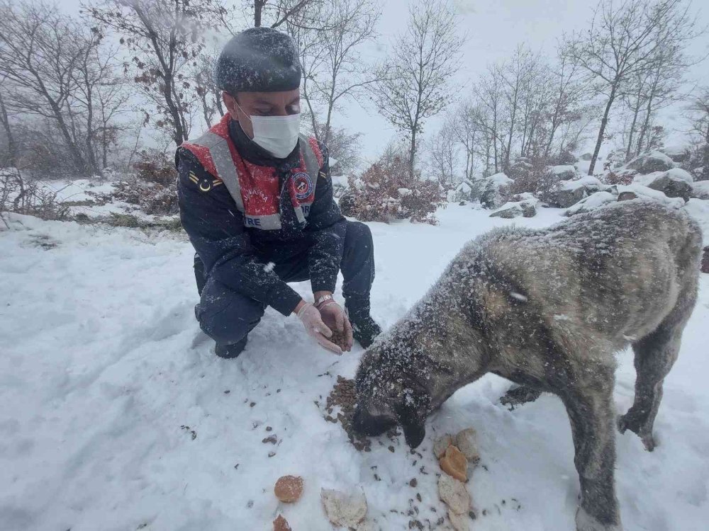 Hayvanlara Yiyecek Götüren Jandarma Ekipleri Yürekleri Isıttı