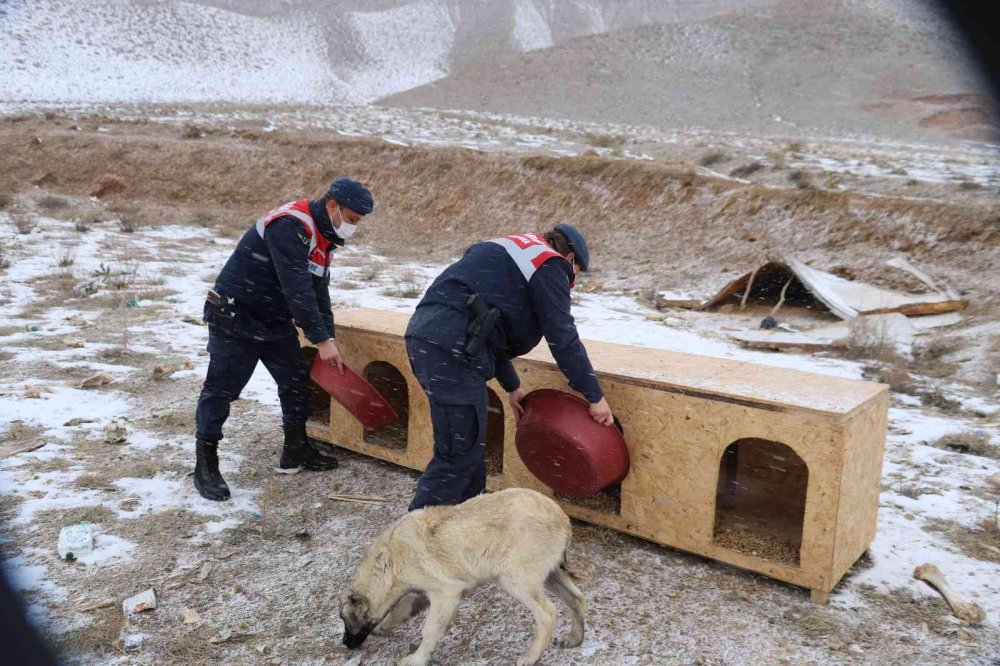 Hayvanlara Yiyecek Götüren Jandarma Ekipleri Yürekleri Isıttı